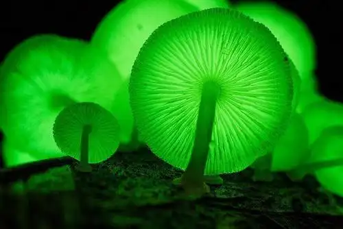 神奇的发光小蘑菇:像萤火虫一样开绿灯,寿命却只有3天