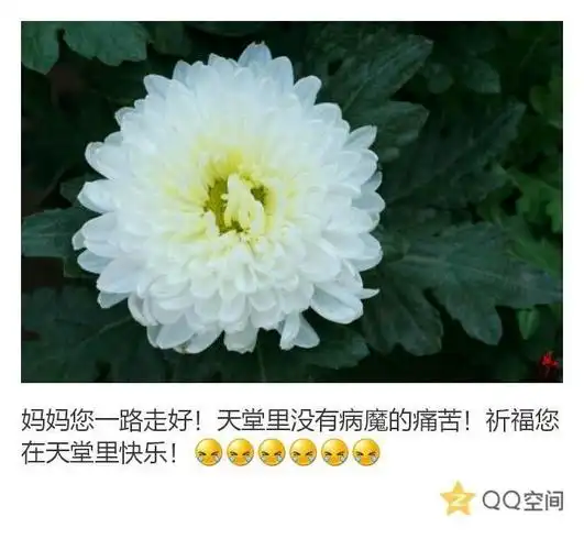 这是在妈妈去世时我祭奠妈妈的图片