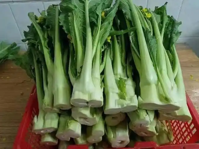 增城迟菜心准备上架