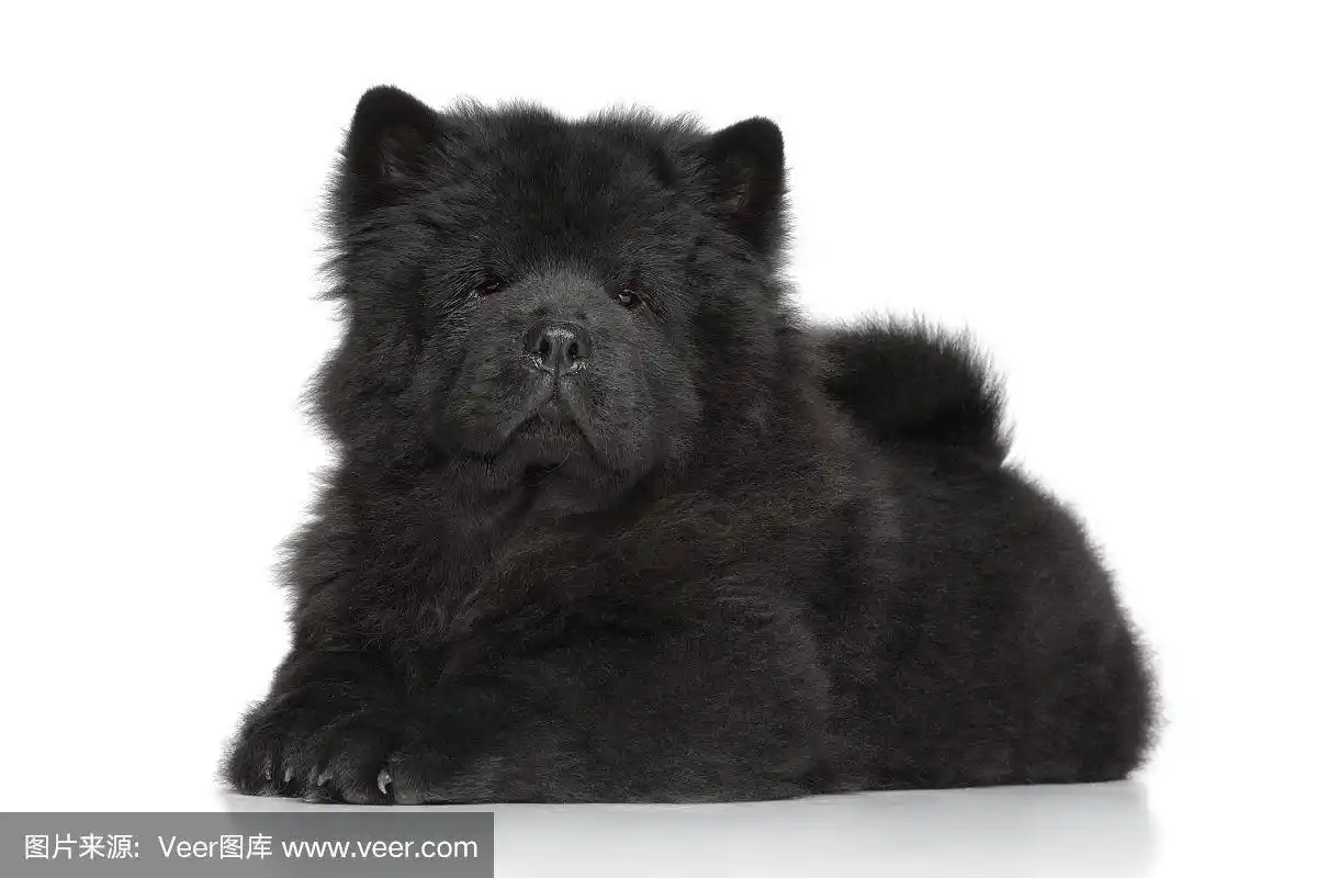 黑松狮犬长毛小狗