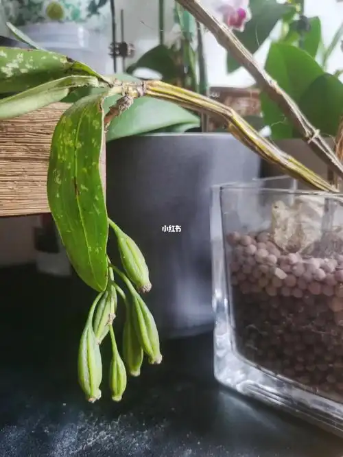 石斛果能播种吗这个是去是留呀