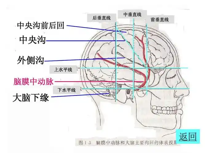 中垂直线 前垂直线 中央沟前后回 中央沟 外侧沟 上水平线 脑膜中动脉