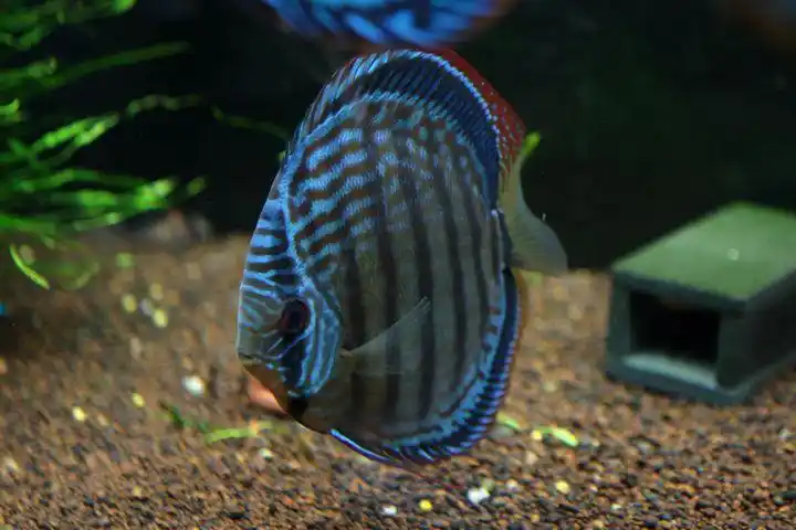 出一对七彩神仙阿莲卡已出