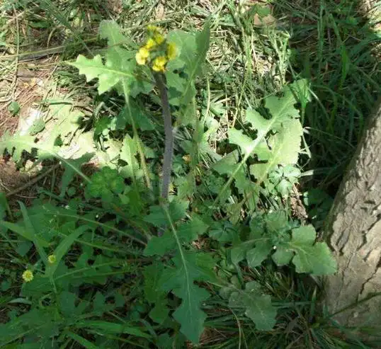 农村这种野草人称还阳草遇见此花一生喜乐无忧