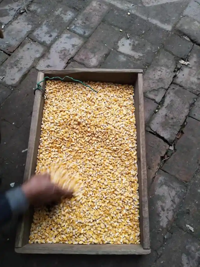 自家软玉米炒的玉米豆到货了,想吃的快来上村宝红水果店选购.