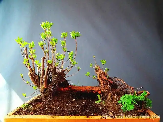 盆景艺术在线-观花赏叶绝佳品种!精品过桥丛林! - powered by discuz!