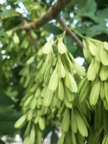 白蜡树(学名:fraxinus chinensis roxb)木犀科落叶乔木,树皮灰褐色