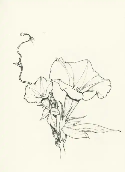 喇叭花简笔画喇叭花简笔画彩色