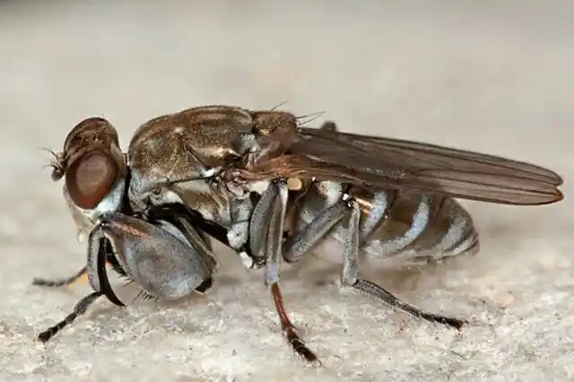 这是苍蝇的结构