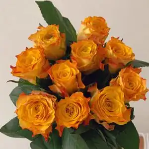 金色海岸玫瑰花鲜花直批云南直发新鲜昆明基地斗南花市花束金黄色