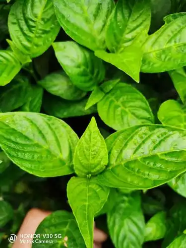 广西特产五色糯米饭花米饭纯天然植物染料五彩米紫蓝草200g包邮