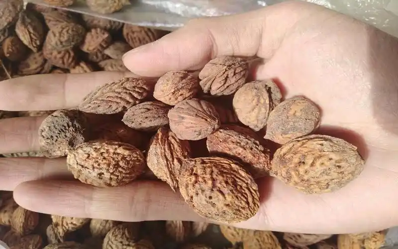 批发新采毛桃种子 毛桃核 大桃 桃子桃核 桃树核桃树种子量大优惠