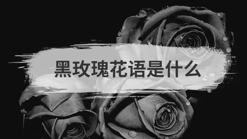 黑玫瑰花语是什么