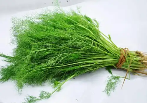 其实两者是不一样的,小茴香是小茴香,大茴香是大茴香,两者是不一样的