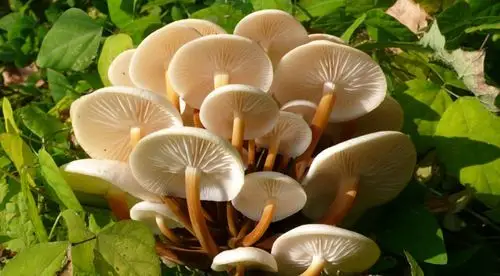 蘑菇种植保温保湿蒸汽发生器食用菌年产值55万元