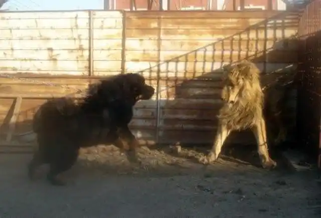 藏獒pk狮子 谁以争锋 才是王道