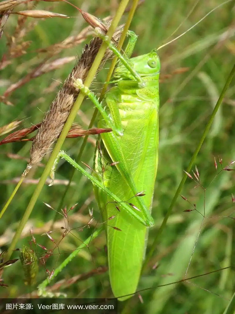 绿蚱蜢在麦田里的小麦