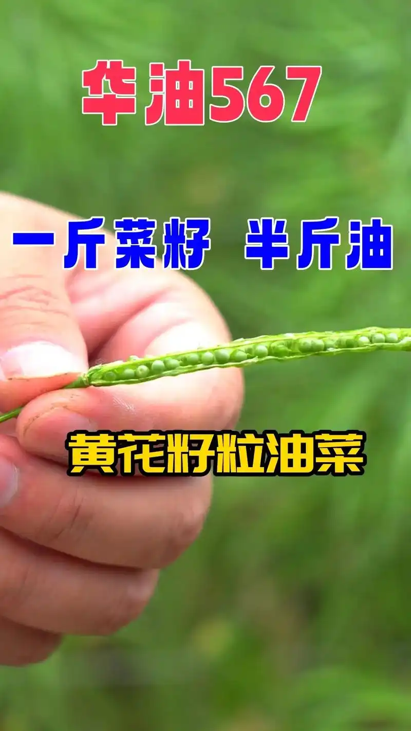 优质高产油菜品种.华油567,值得信赖!#油菜种植 #乡村味 - 抖音