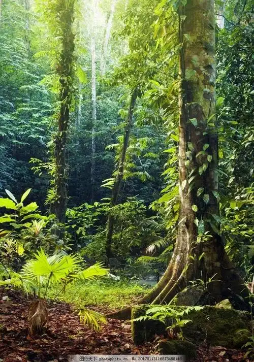 原始森林公园图片,原始森林风景区(唯美图片——原始森林风景欣赏)