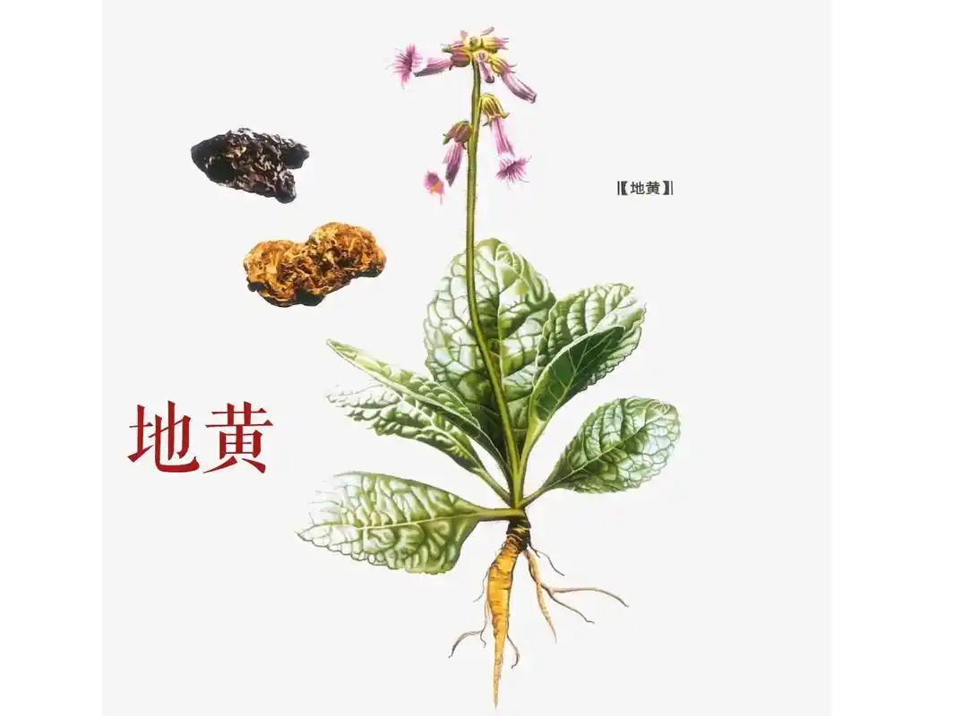 地黄来源于玄参科植物地黄的干燥块根.是 - 抖音