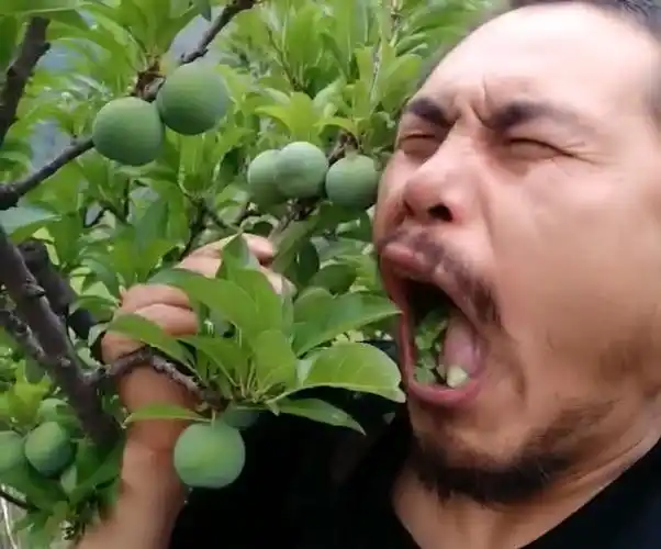 牛人直接吃树上的酸杏酸李,入口的表情好酸爽,看得我牙都酸了