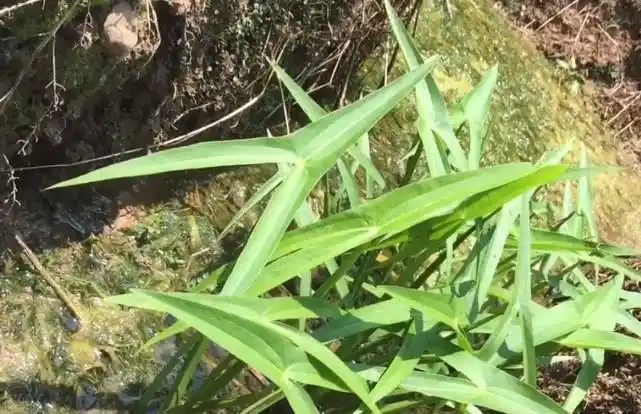 农村水沟边一种草药,叶子形状像剪刀,根茎还是一斤20元的蔬菜_网易