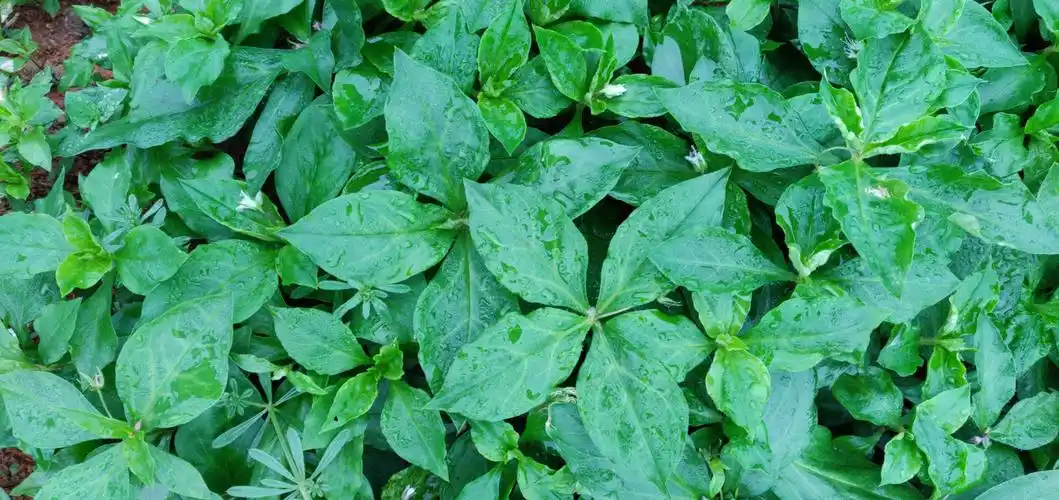 太子参病毒病,独亮来搞定