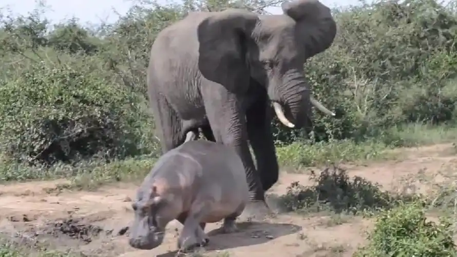 滚蛋吧你!躁动的年轻公象驱逐河马
