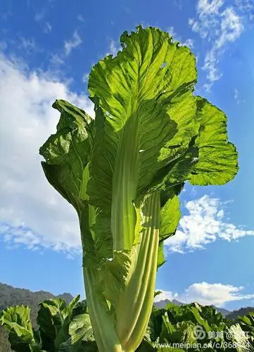 正宗吕田大芥菜