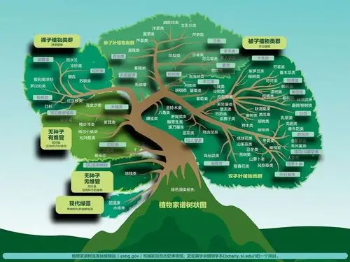植物共有六大器官:根,茎,叶,花,果实,种子