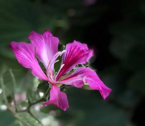 手机拍摄洋紫荆花