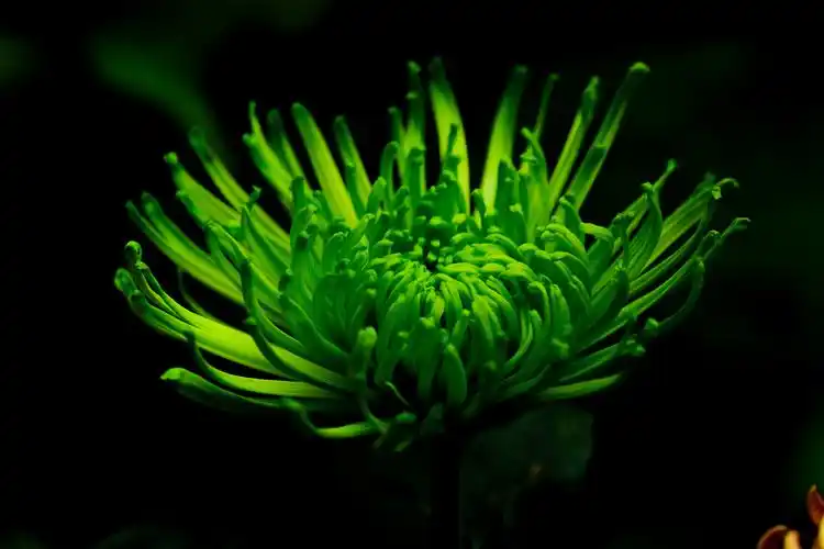 这个菊花品种是绿安娜.