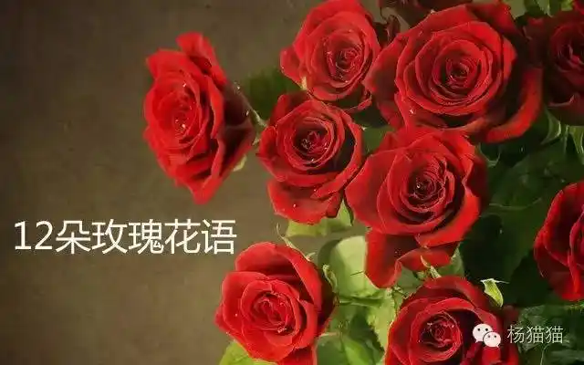 玫瑰数量的含义(1一100朵玫瑰花代表什么意思)
