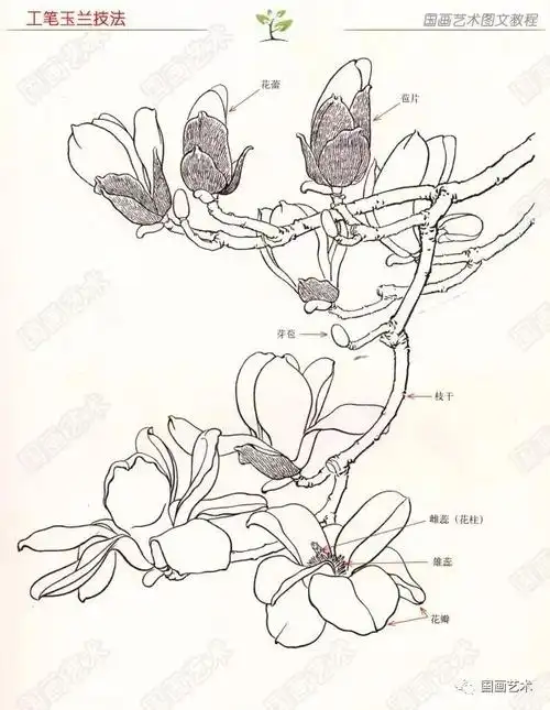 图文教程:工笔玉兰画法_国画艺术_零二七艺考
