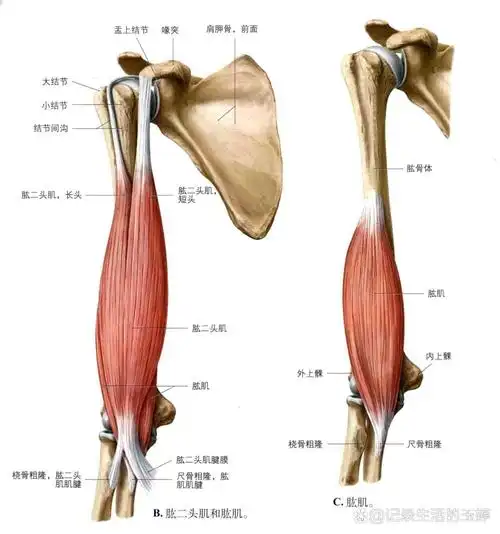 解剖笔记---肱二头,三头肌