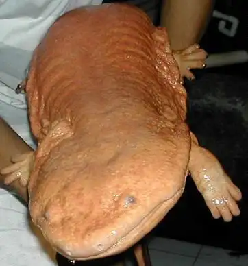 世界十大巨型动物