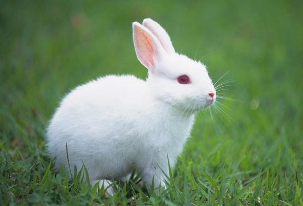 兔兔兔:出生时辰决定你的命运,你什么时辰出生,就是什么命