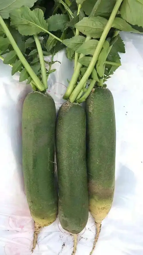 潍坊潍县水果青萝卜!原产地老农家现拔现发10斤全国包邮,限时抢购59.