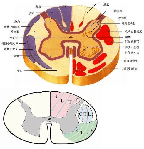 学好基础解剖就一清二楚了. 图1  脊髓横断面模式图图2 脊髓
