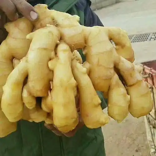 【精选】368脱毒高产王姜种 《改良脱毒 亩产过万》