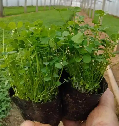 白三叶草工程绿化苗三叶草护坡四季常青庭院绿化现货基地批发