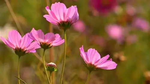 精选格桑花图片高清电脑桌面壁纸