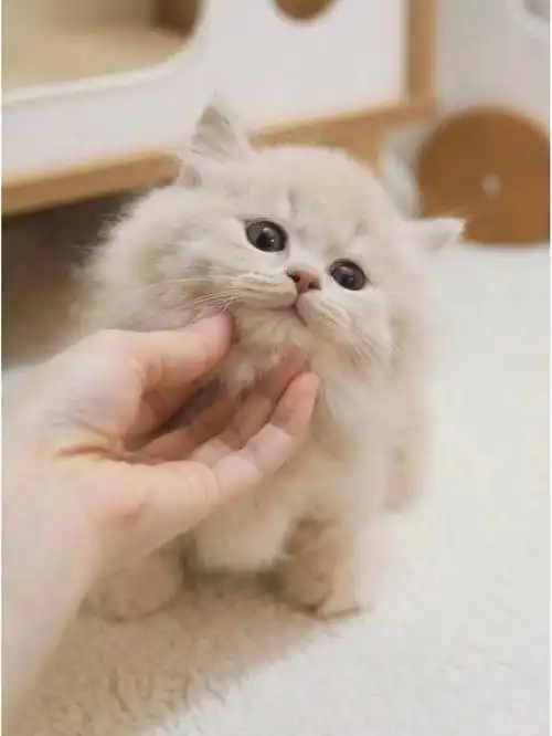 纯乳拿破仑拿破仑福州买猫福州猫舍英短