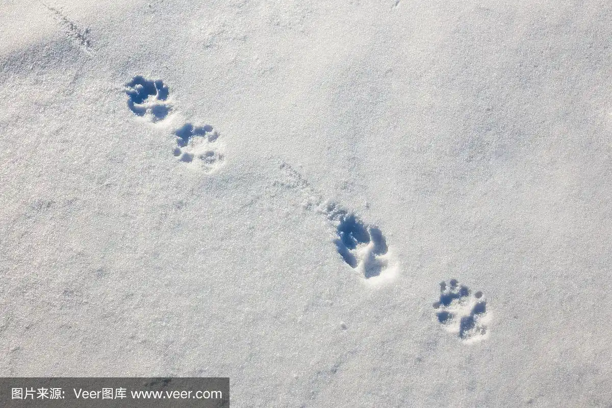 狼,脚印,雪,小路,早晨