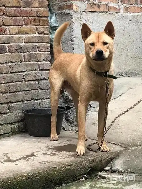 广西罗城土猎犬