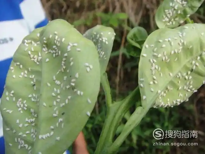 月季花花枝上有白斑怎么办