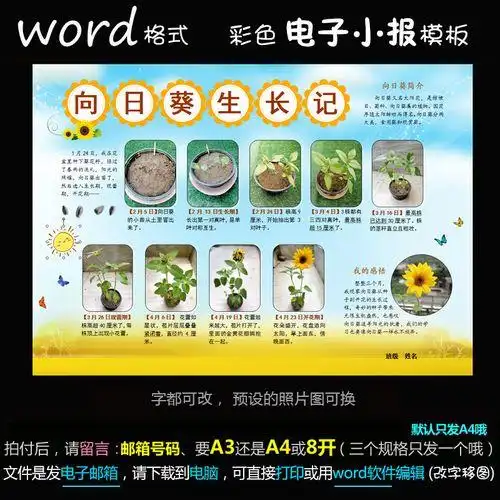 z133电子手抄报word模版植物种子成长观察简报向日葵生长记小报