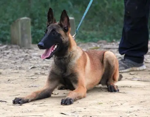 卡斯罗价格u 马犬价格 马犬养殖场 马犬多少钱一只