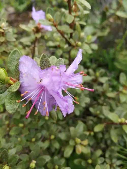 这是小叶杜鹃,植株矮,花朵直径1-2cm,不显眼的它其实也很美.