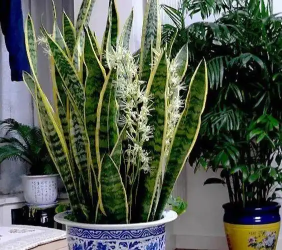 虎皮兰漂亮又好养只要记住几个养护要点长得旺盛叶子亮丽